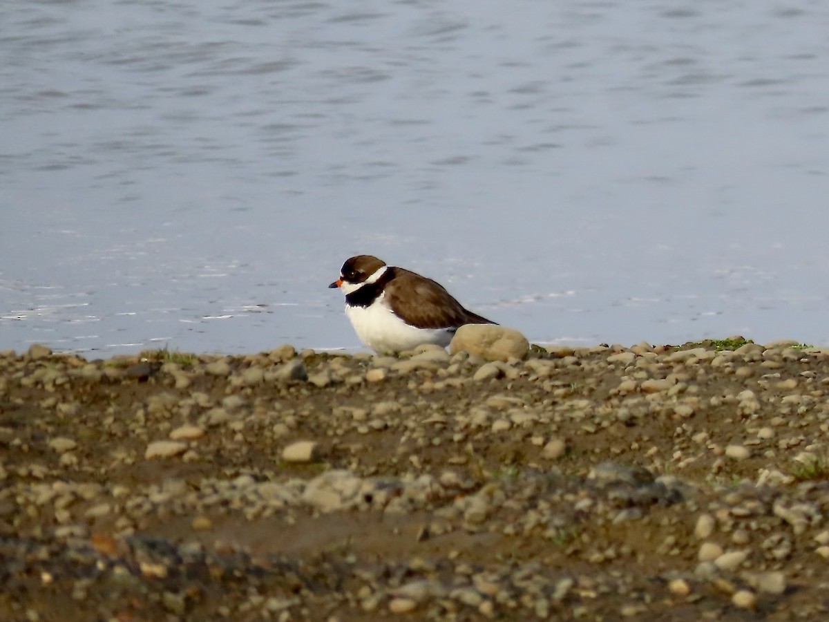Semipalmated Plover - ML585574731