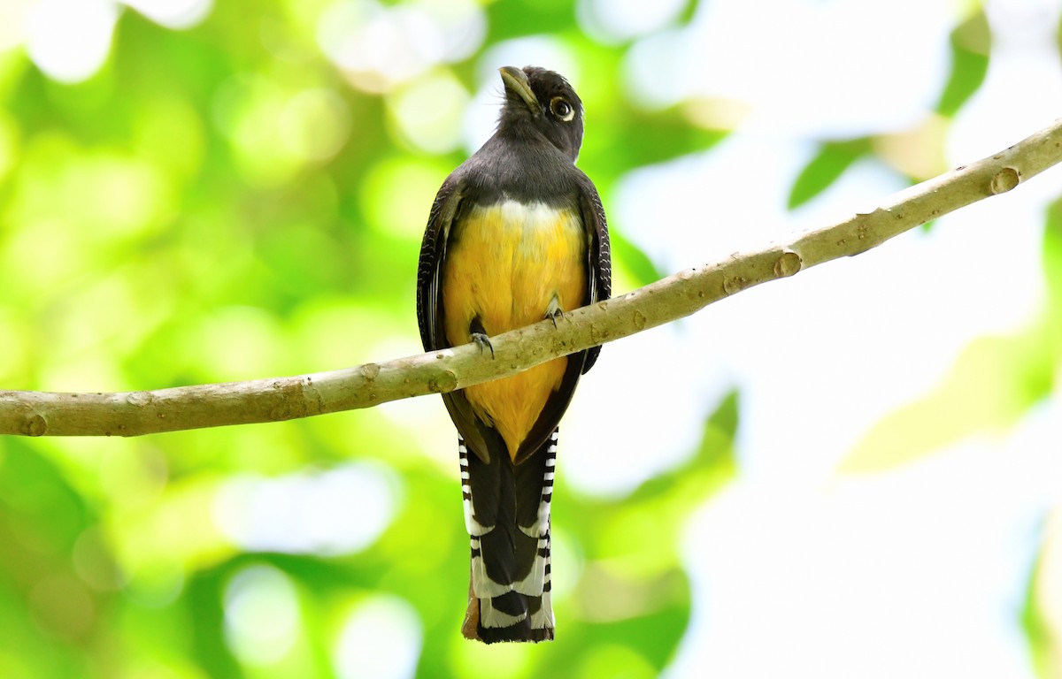 Trogon pattu - ML585575161