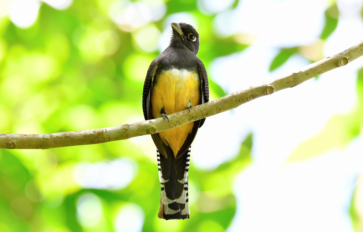 Gartered Trogon - ML585575161