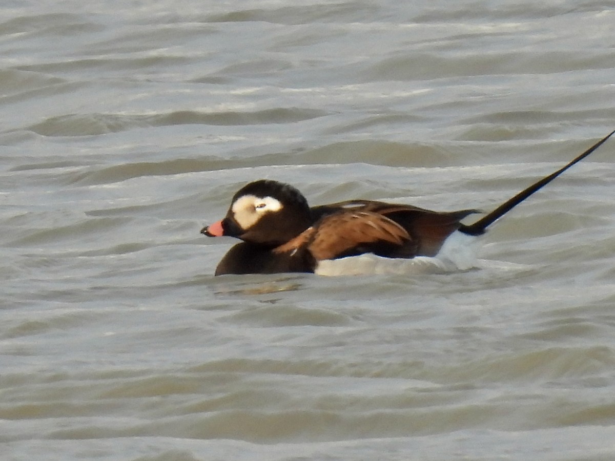 Long-tailed Duck - ML585575781