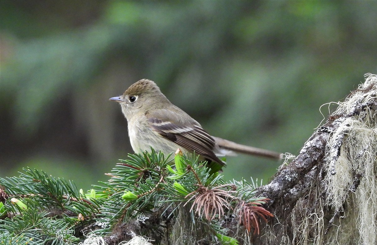 Western Flycatcher (Pacific-slope) - Glenn Pannier