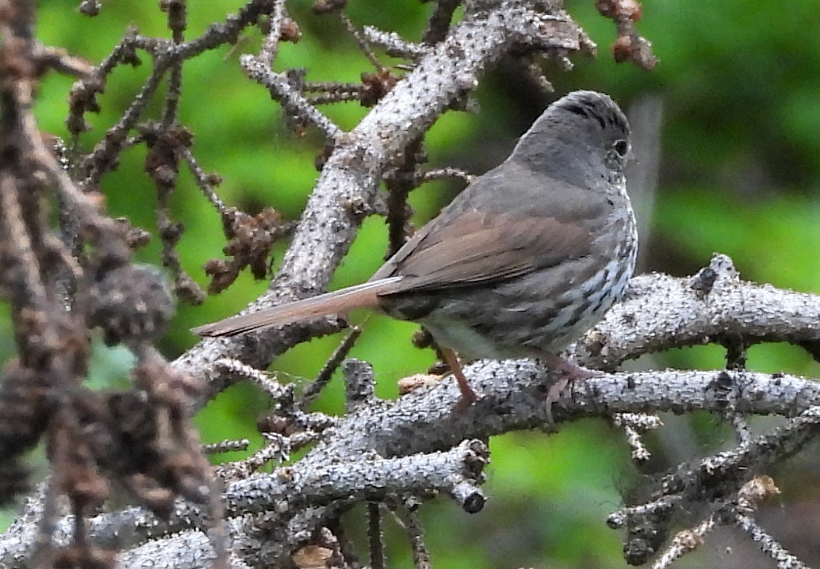 Fox Sparrow - ML585576041