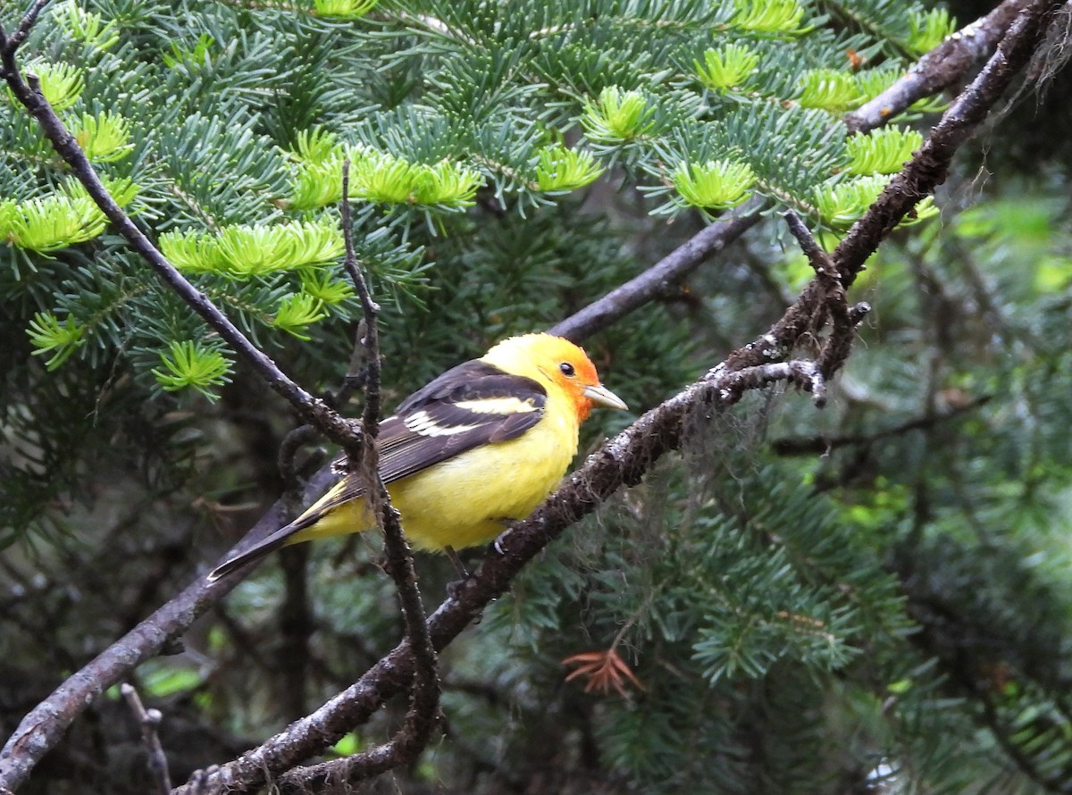 Western Tanager - Glenn Pannier