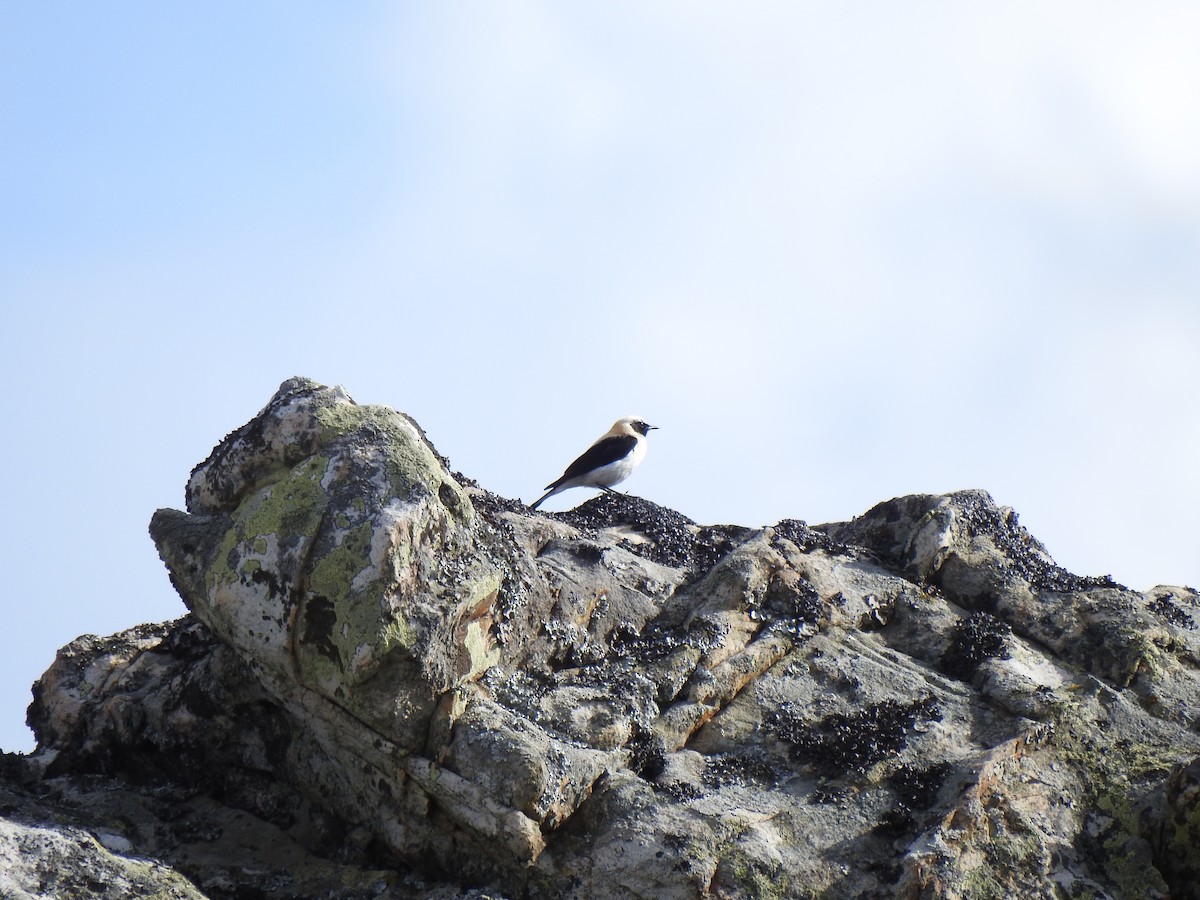 Western Black-eared Wheatear - ML585576561