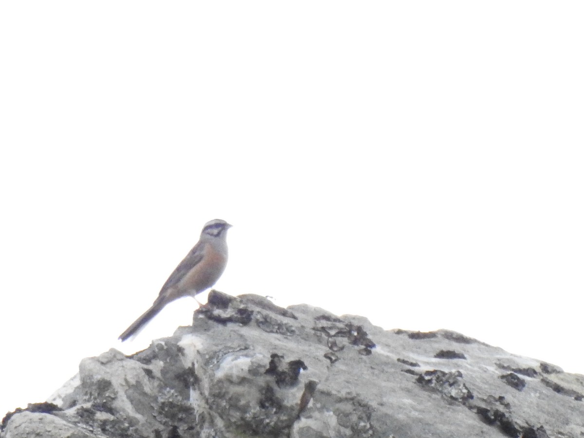 Rock Bunting - ML585577031