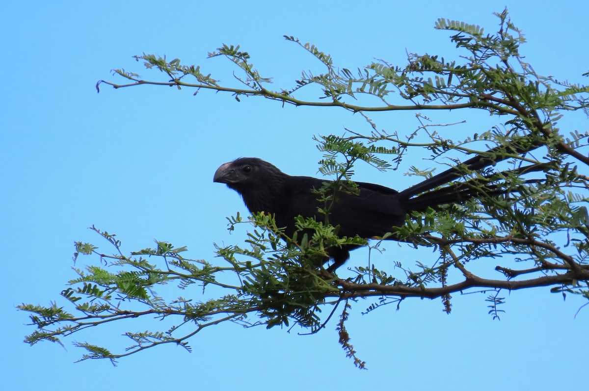 Groove-billed Ani - ML585577241