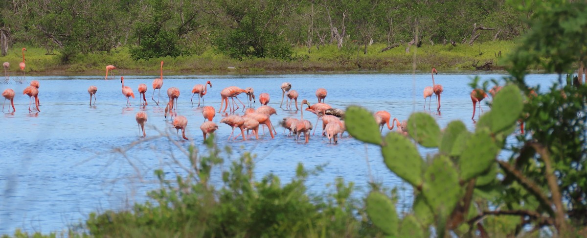 American Flamingo - ML585577641