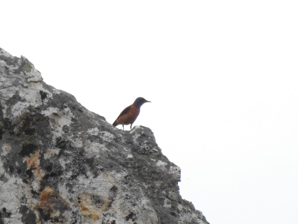 Rufous-tailed Rock-Thrush - ML585577731