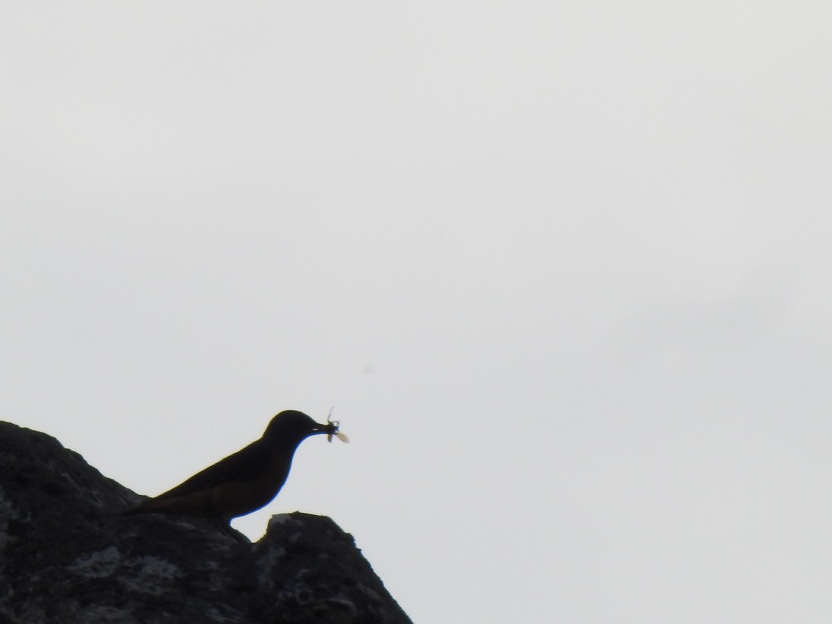 Rufous-tailed Rock-Thrush - ML585577741