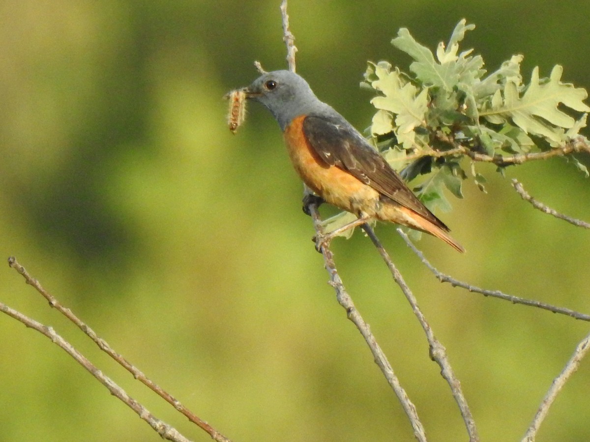 Rufous-tailed Rock-Thrush - ML585577761