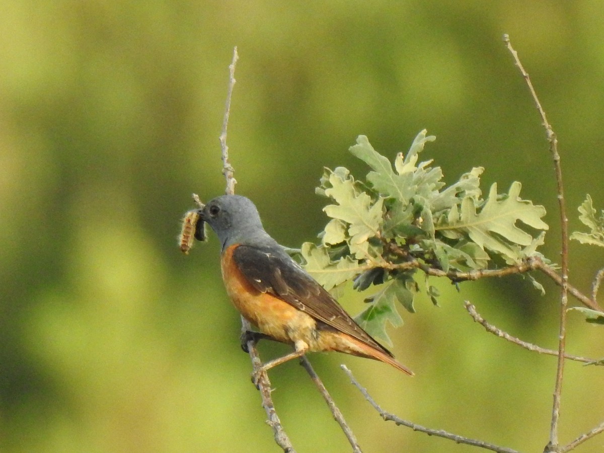 Rufous-tailed Rock-Thrush - ML585577781