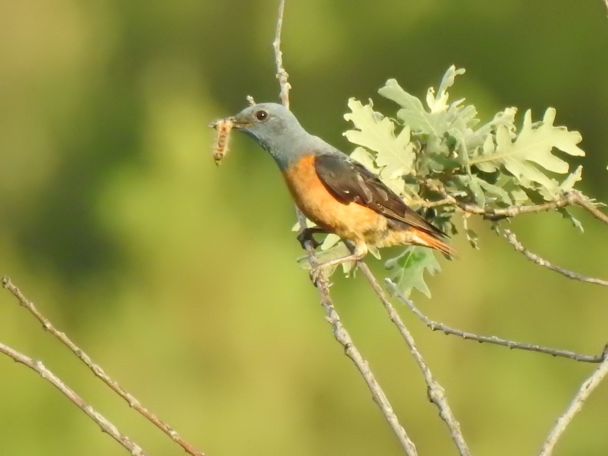 Rufous-tailed Rock-Thrush - ML585577801