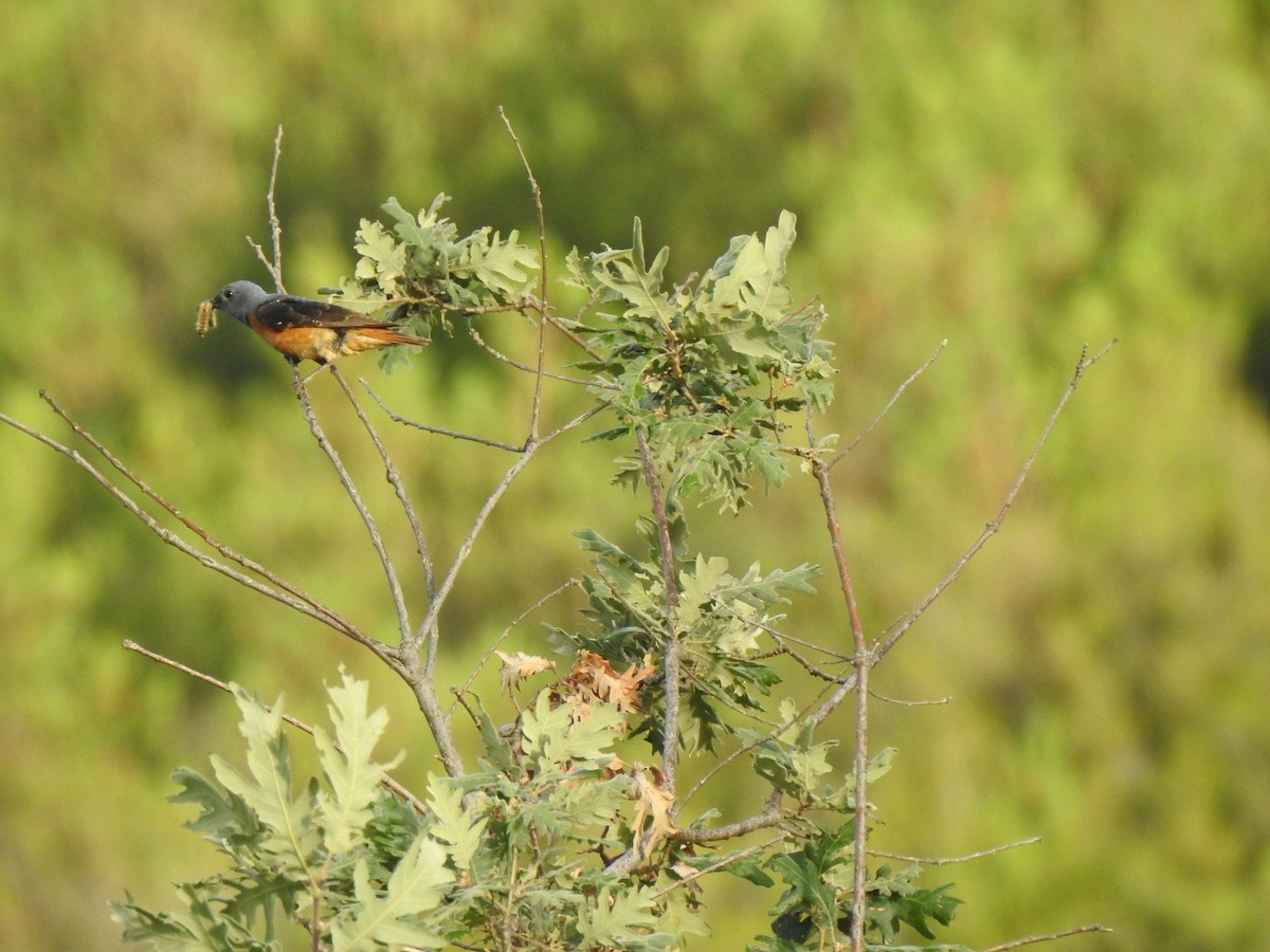 Rufous-tailed Rock-Thrush - ML585577851