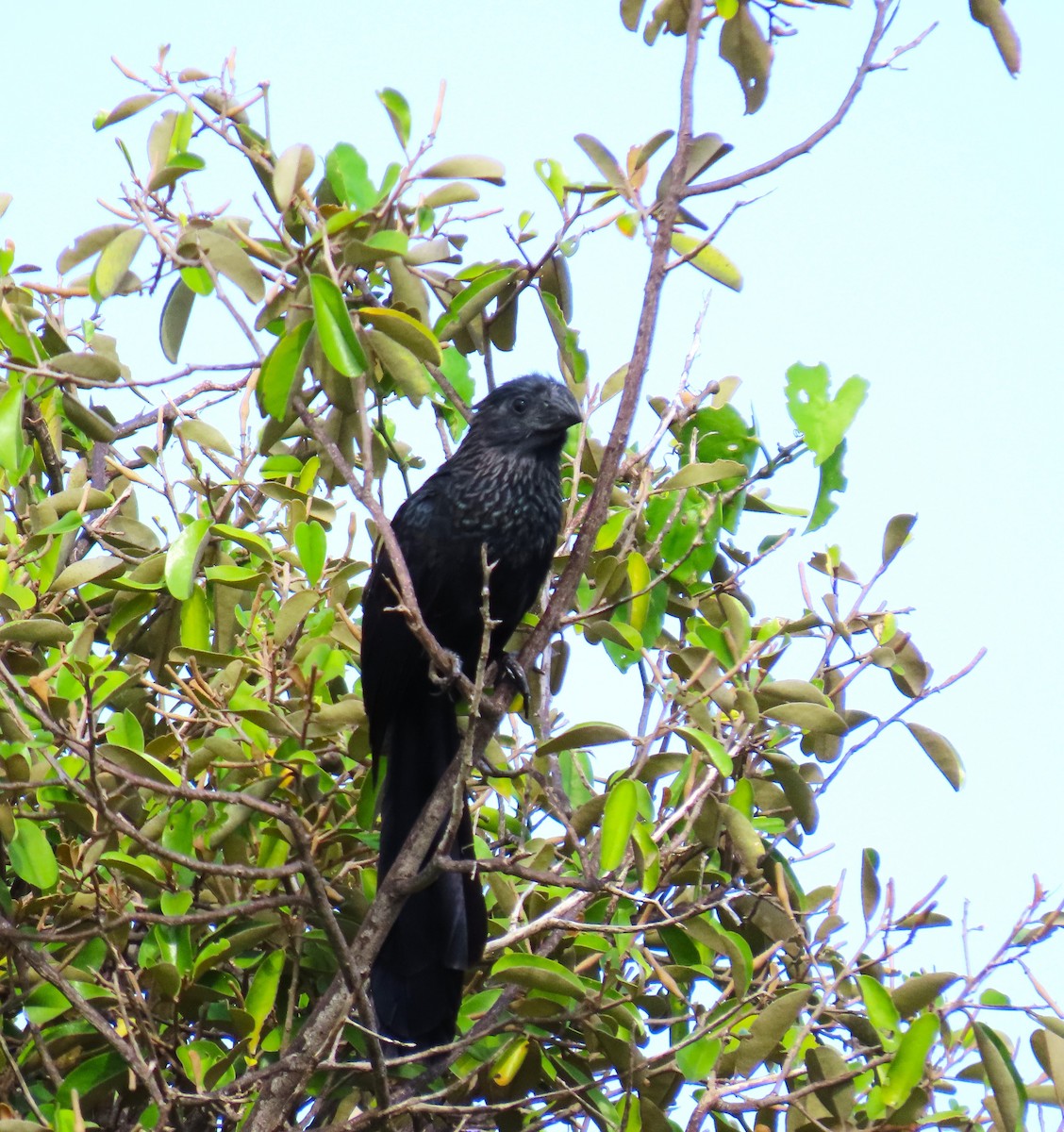 Groove-billed Ani - ML585577911