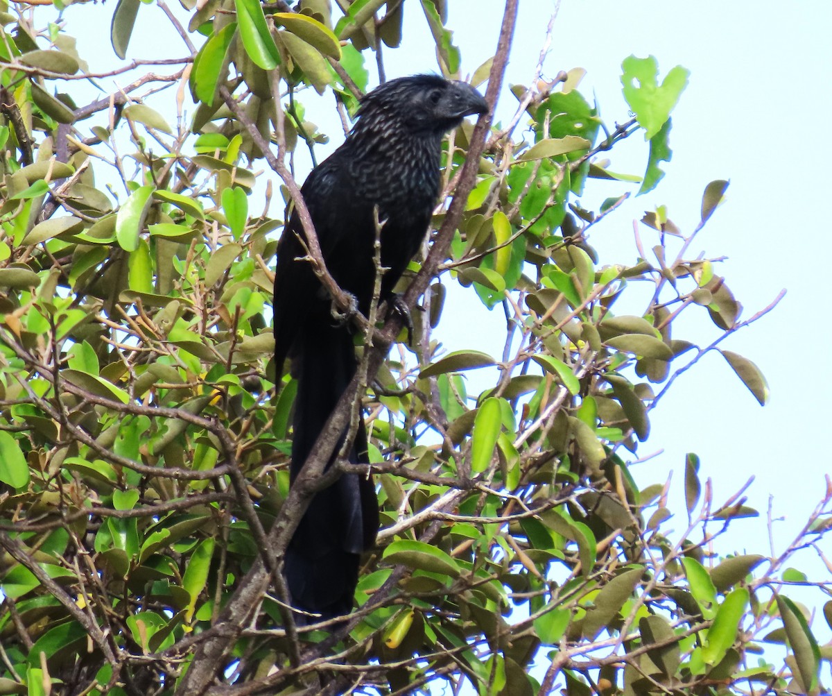 Groove-billed Ani - ML585578231