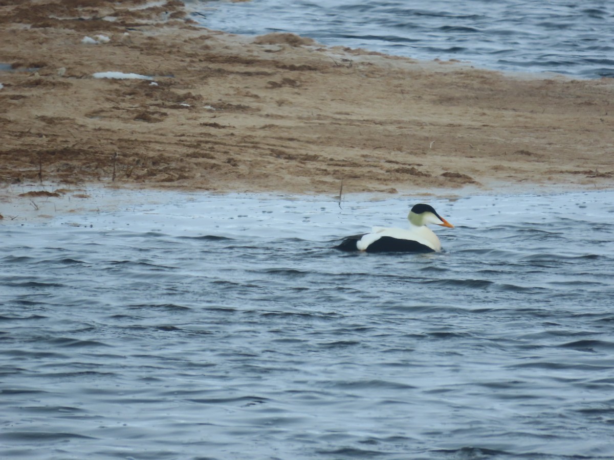 Common Eider (Pacific) - ML585578381