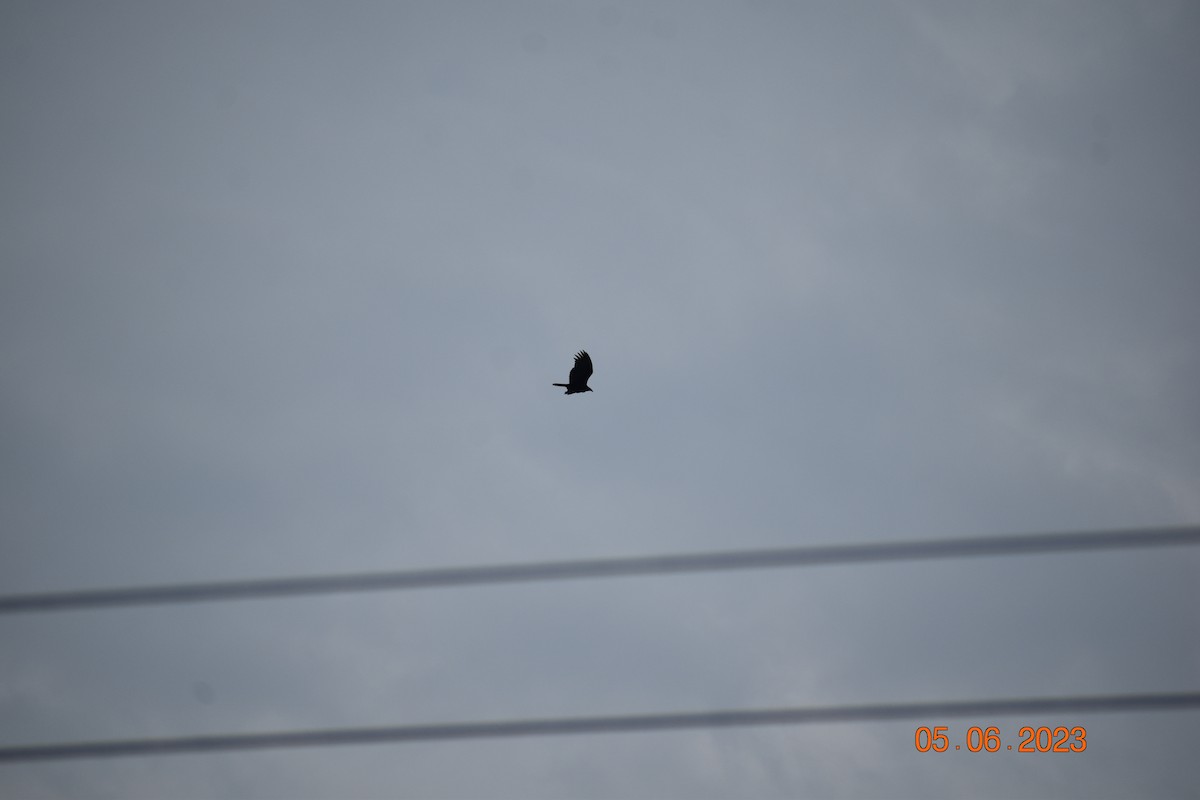 Turkey Vulture - ML585579011