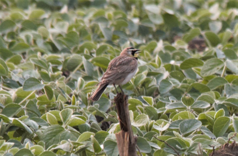 Horned Lark - Dwight Moser