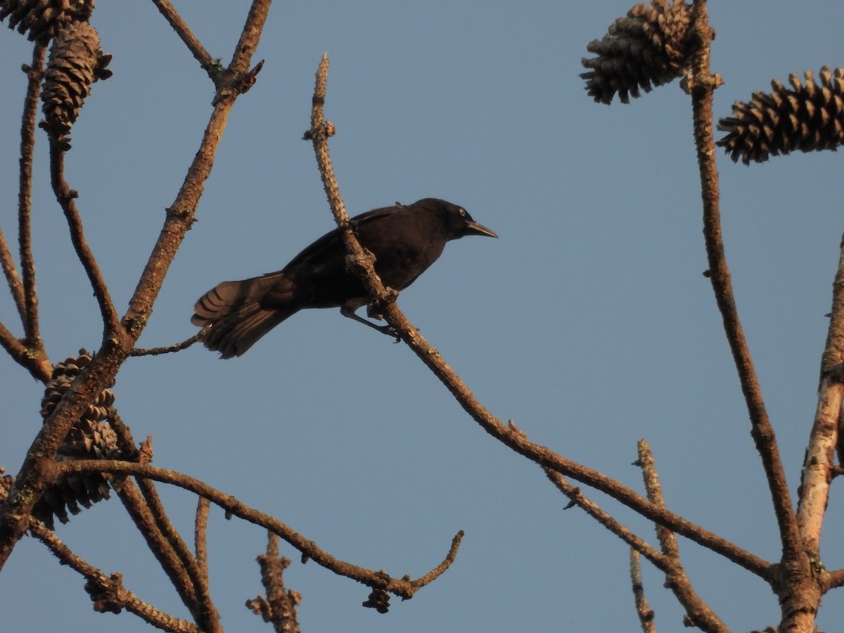 Common Grackle - ML585579851