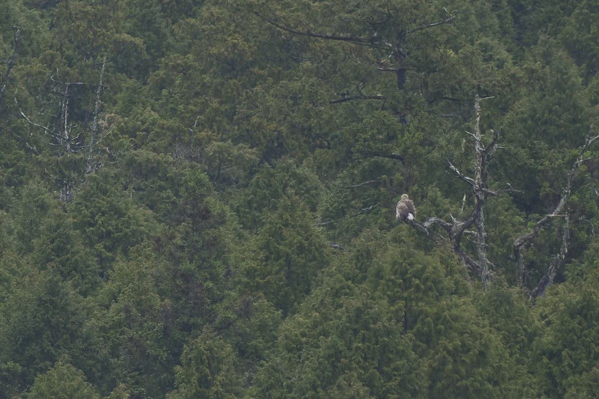 White-tailed Eagle - Li-Kai Yen