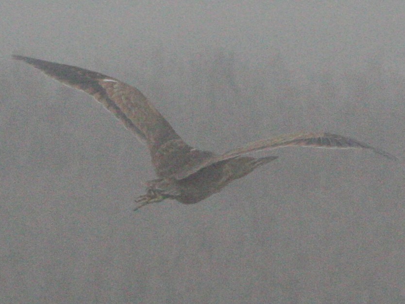 American Bittern - ML585580471