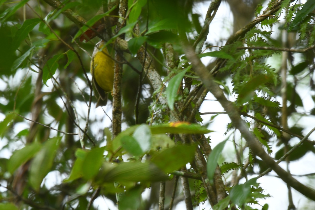 Golden-crowned Warbler - ML585580691