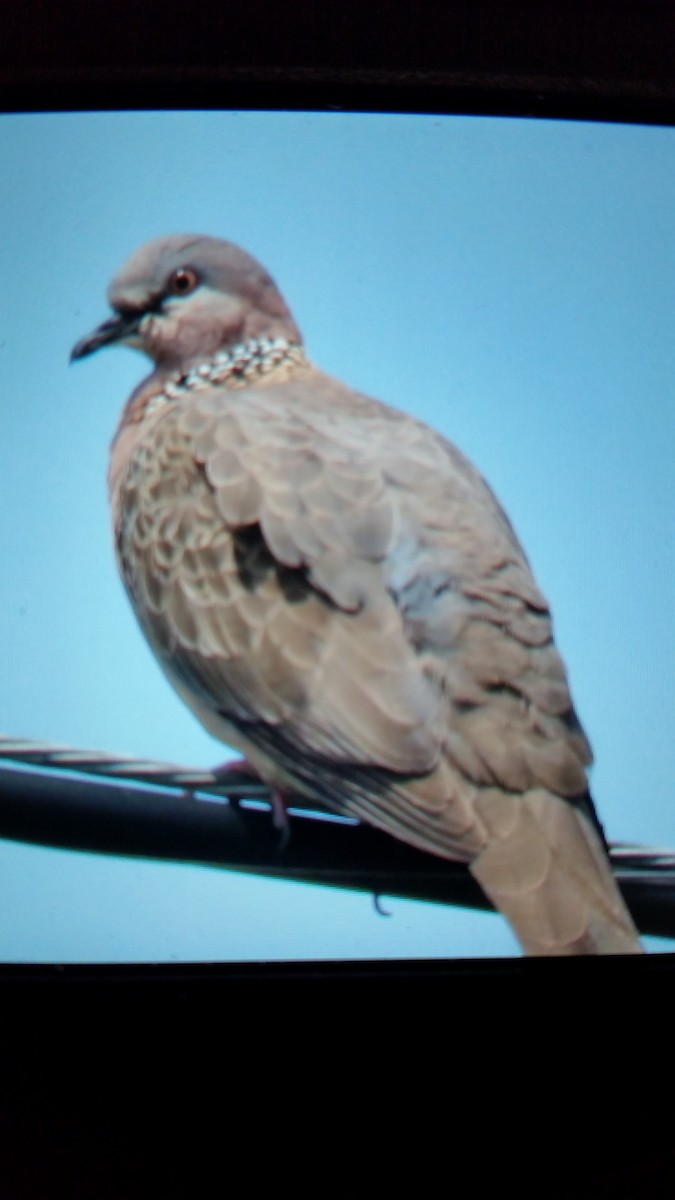 Spotted Dove - Becky Turley