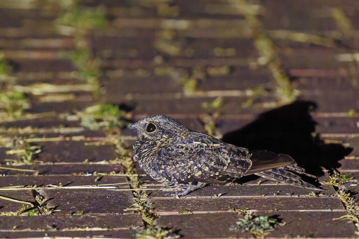 Ladder-tailed Nightjar - Holger Teichmann