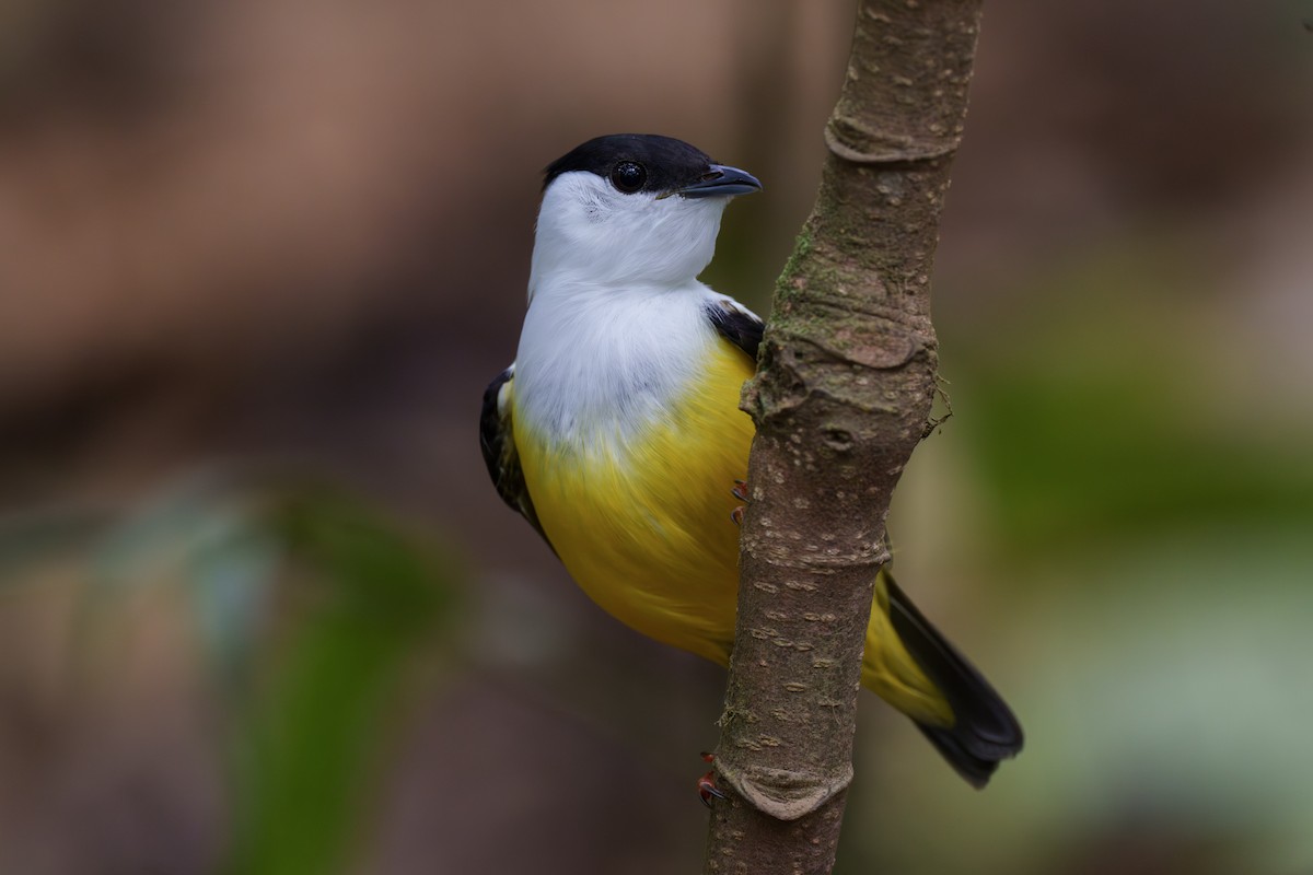 White-collared Manakin - Jeff Hapeman