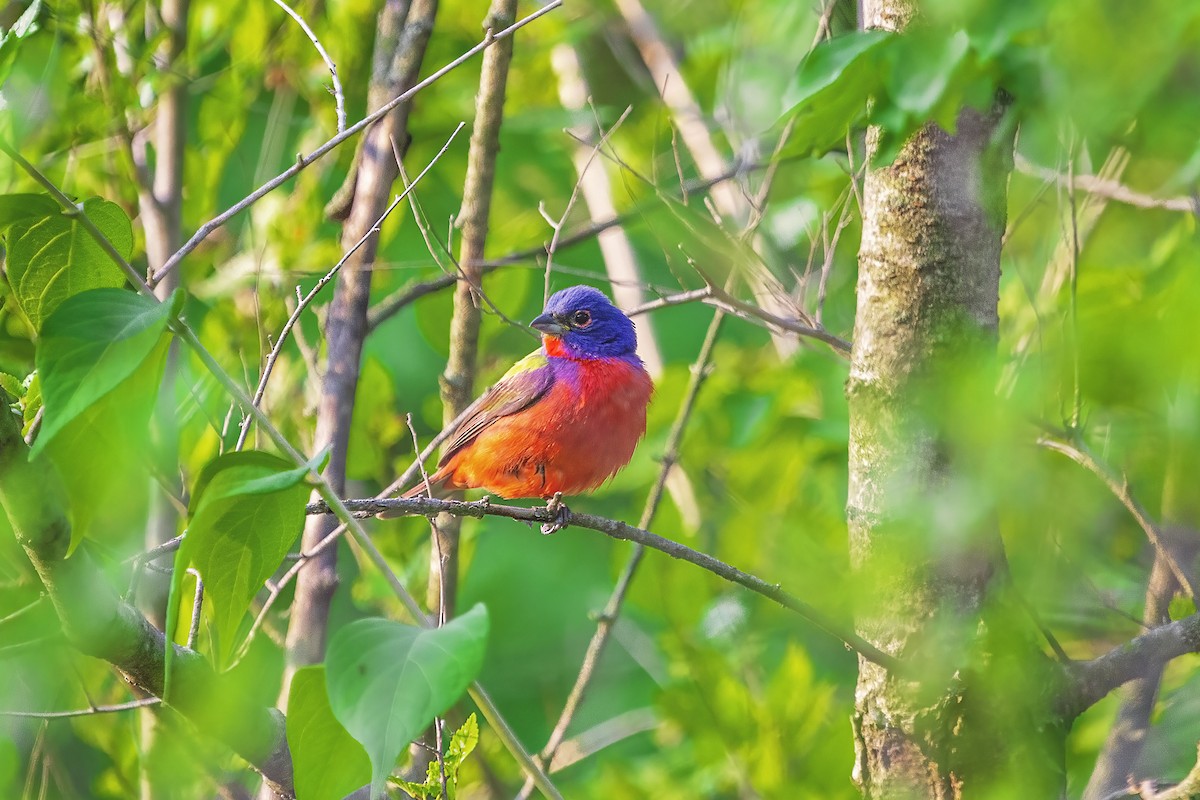 Painted Bunting - ML585581161