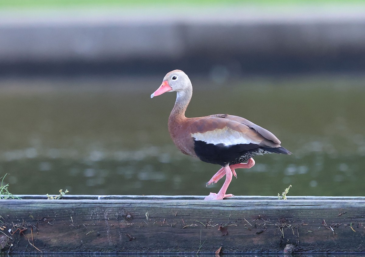 Dendrocygne à ventre noir - ML585581671