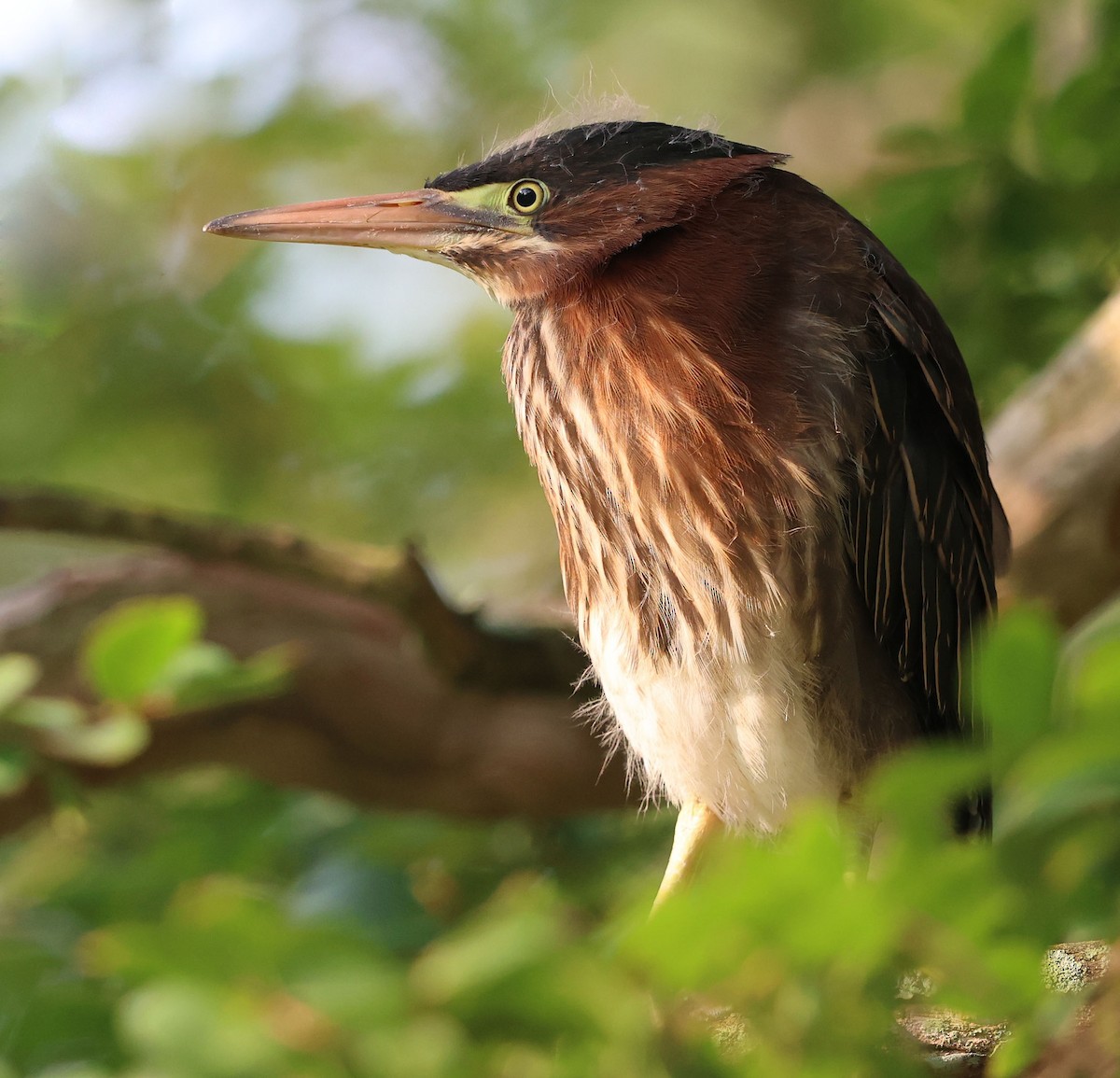 Green Heron - David Gibson