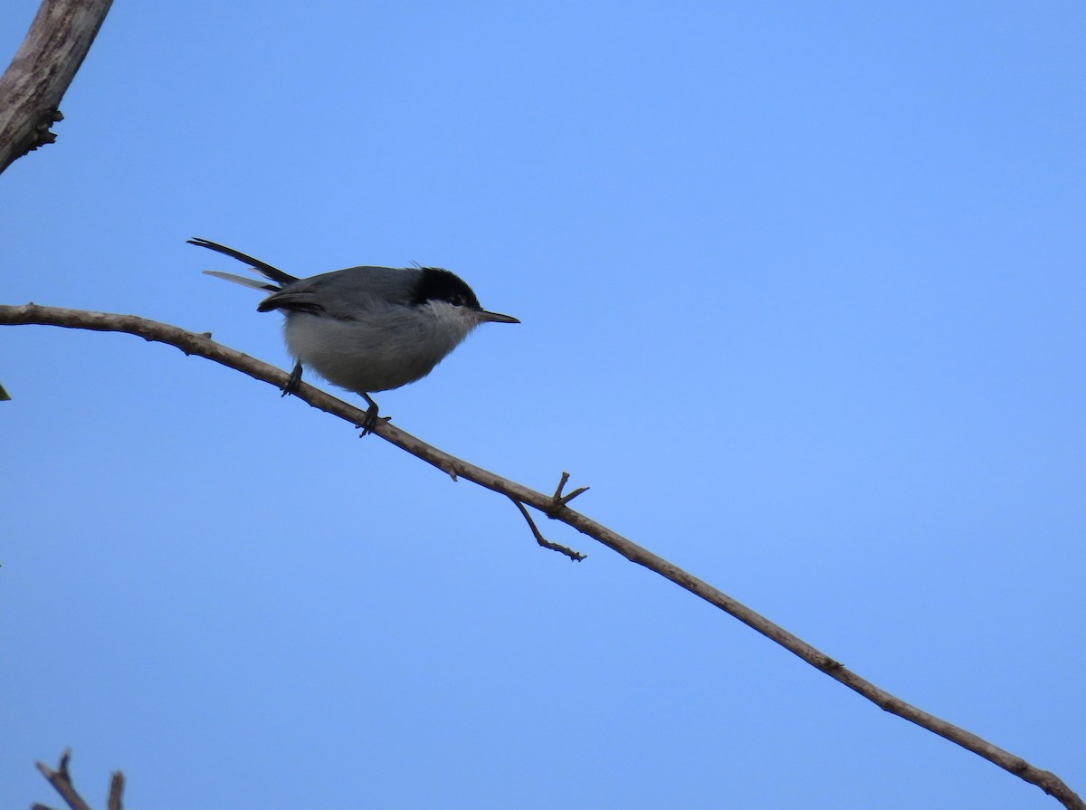 Tropical Gnatcatcher - ML585581841