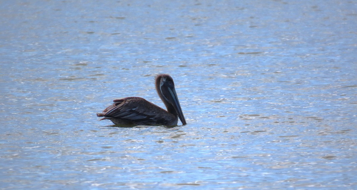 Brown Pelican - ML585582011