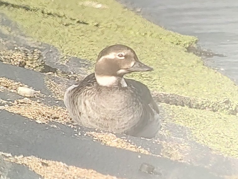 Long-tailed Duck - ML585582401