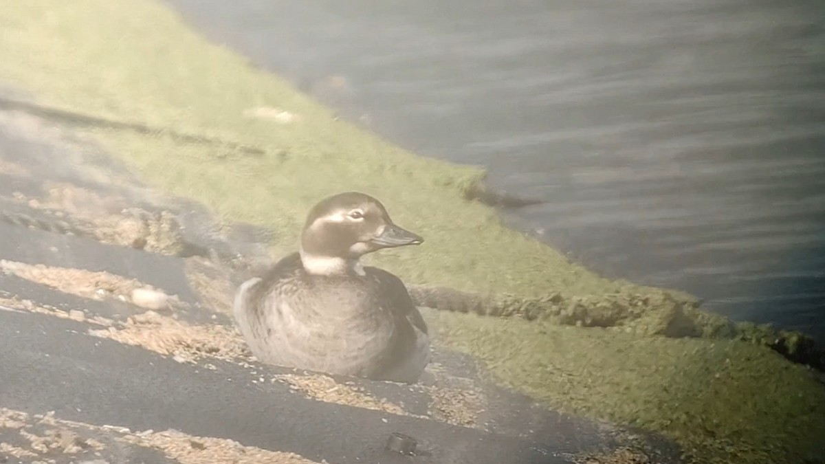 Long-tailed Duck - Lance Tanino