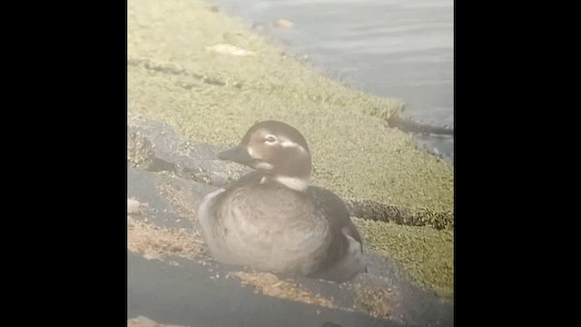 Long-tailed Duck - ML585582461