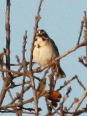 Bruant à joues marron - ML585584261