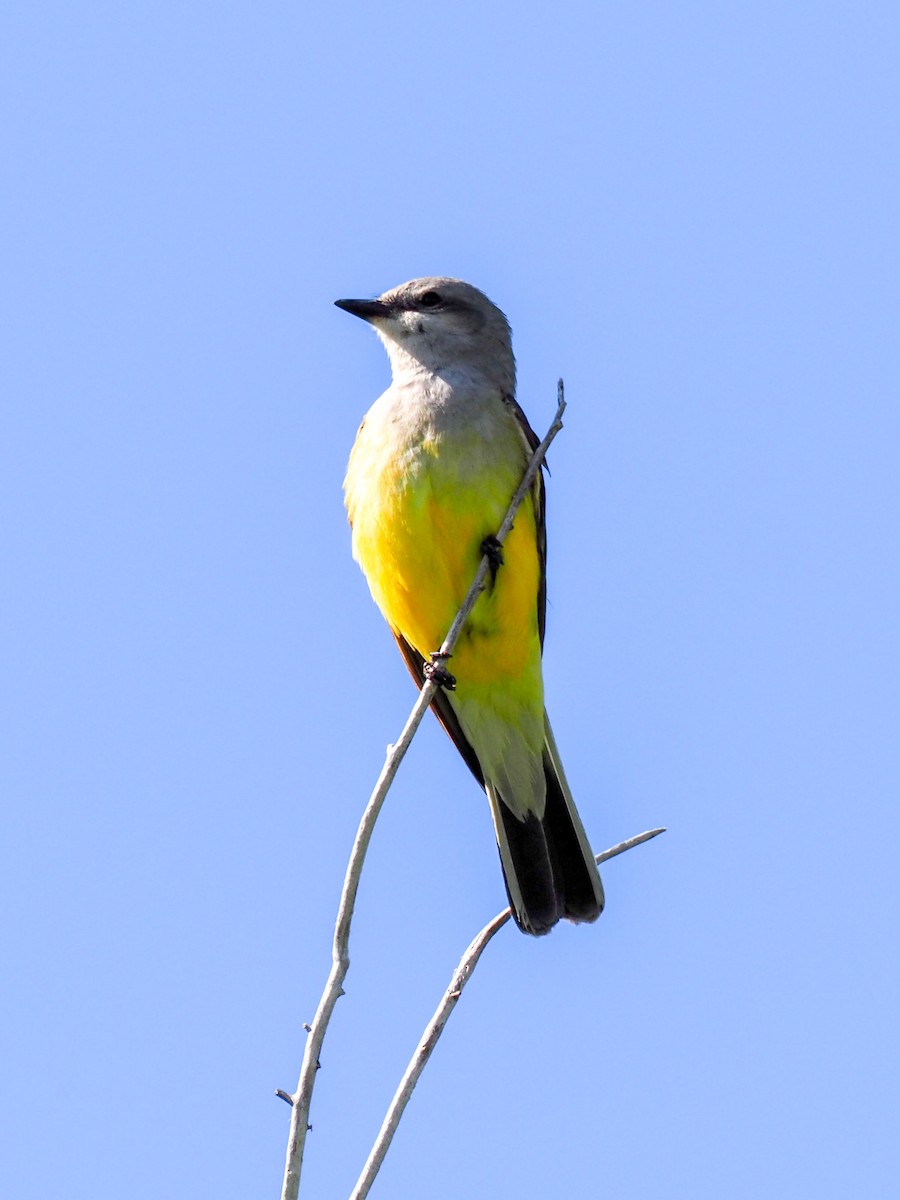 Western Kingbird - ML585586471