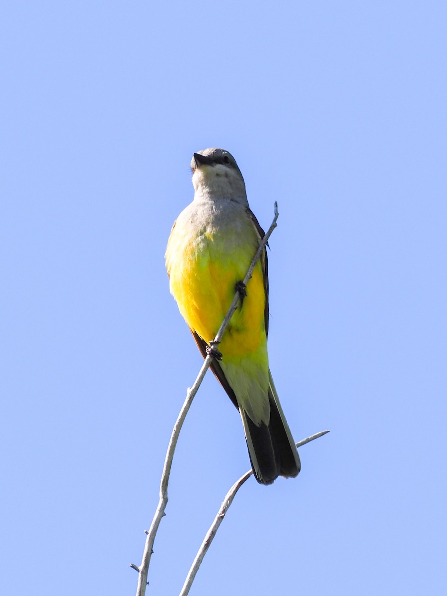 Western Kingbird - ML585586481