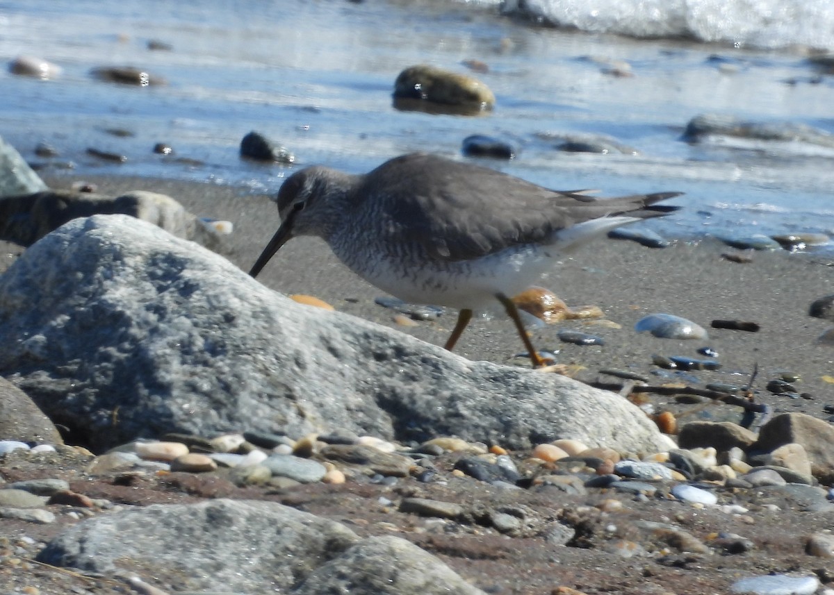 Gray-tailed Tattler - ML585586771