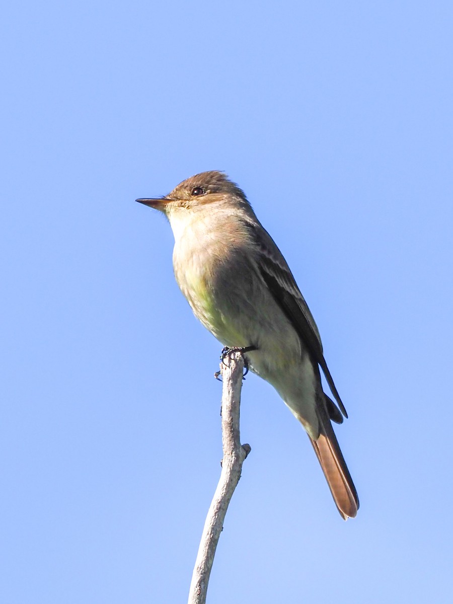 Western Wood-Pewee - ML585587691