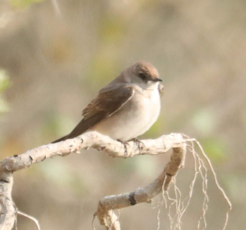 Northern Rough-winged Swallow (Northern) - ML585588291