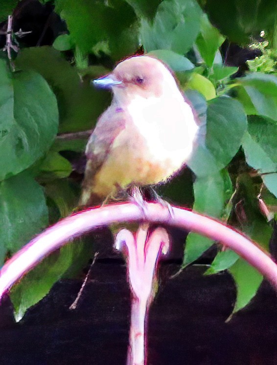 Say's Phoebe - ML585589951