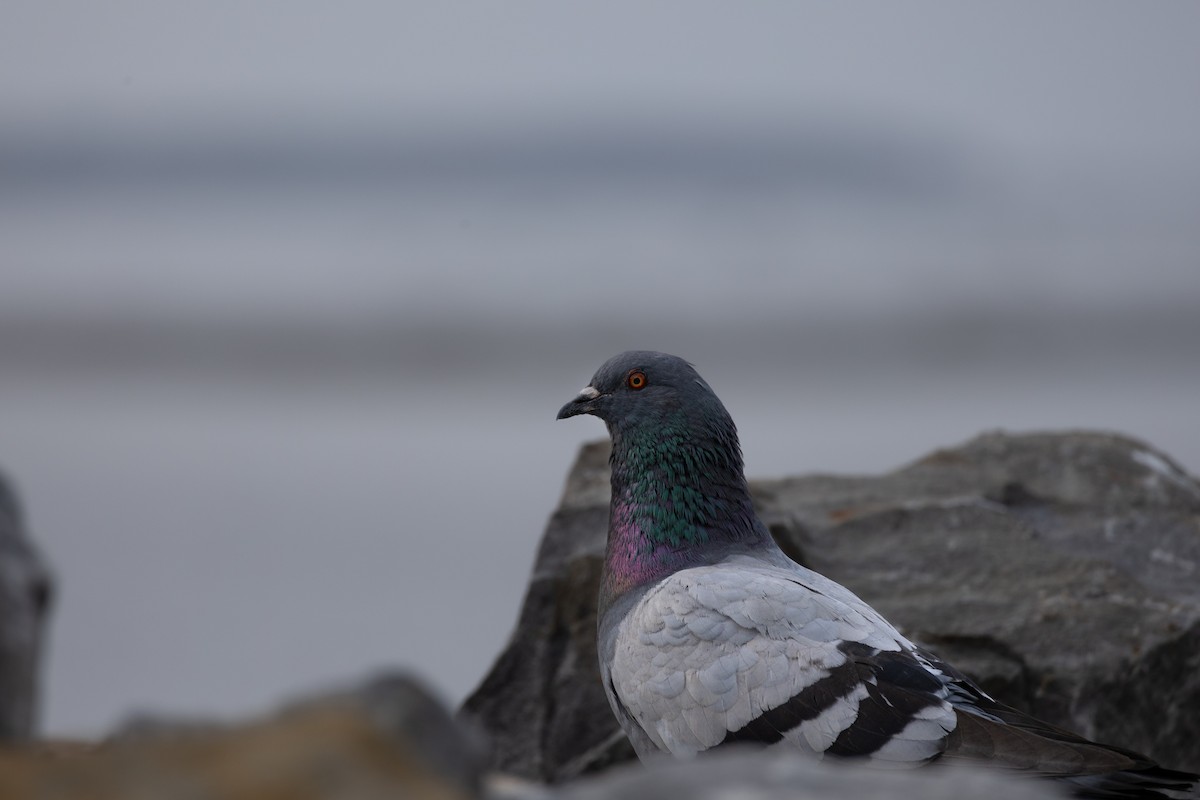 Rock Pigeon (Feral Pigeon) - ML585590791