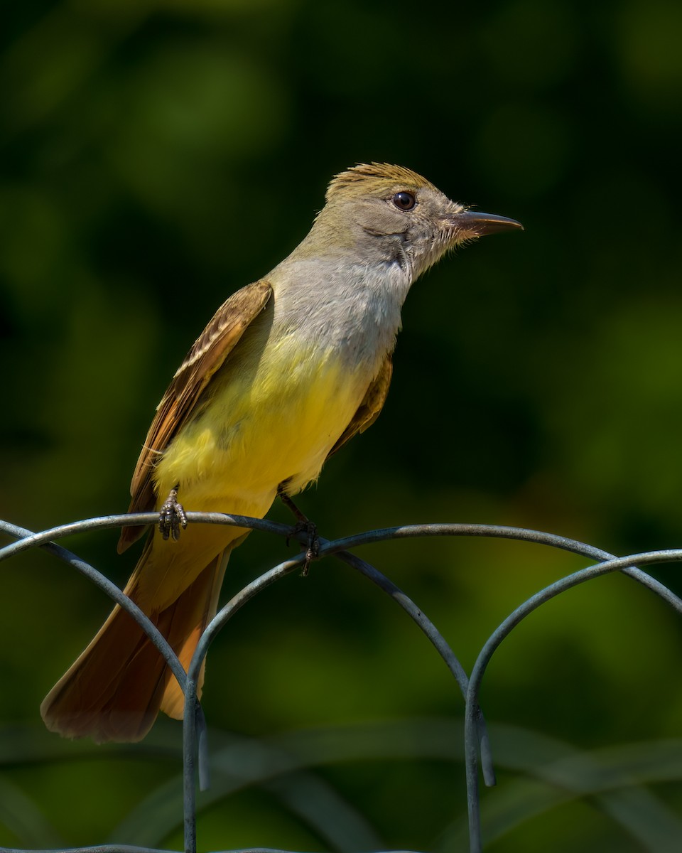Great Crested Flycatcher - ML585591091