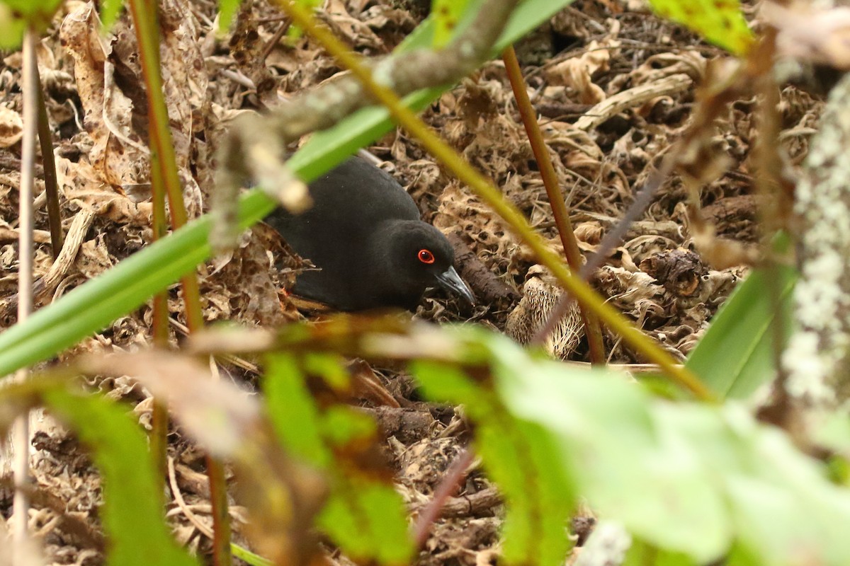 Henderson Island Crake - ML585591111