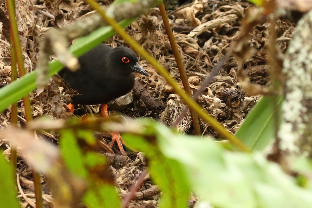 Henderson Island Crake - Brian Gibbons