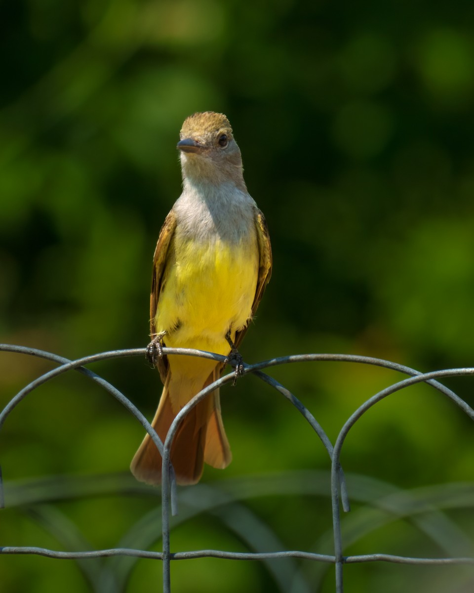 Great Crested Flycatcher - ML585591141