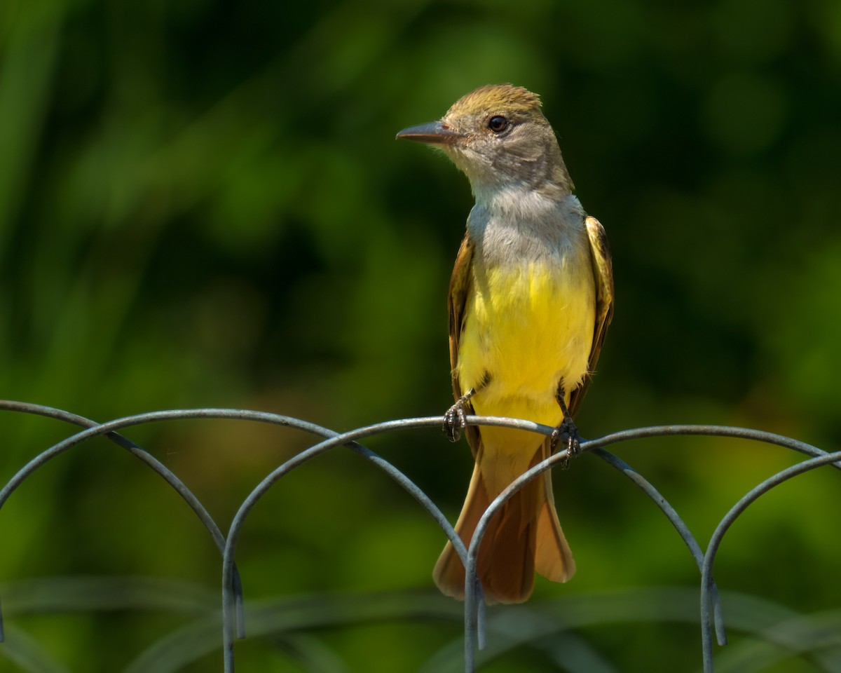 Great Crested Flycatcher - ML585591171